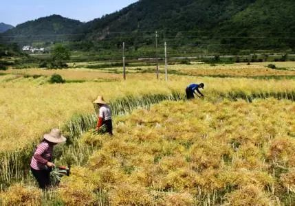 秸稈禁燒季 | 禁止一切露天焚燒秸稈行為！附縣政府禁燒通告、鎮(zhèn)政府倡議書